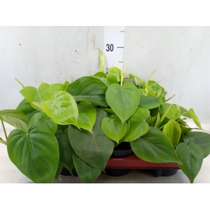 Philodendron scand.