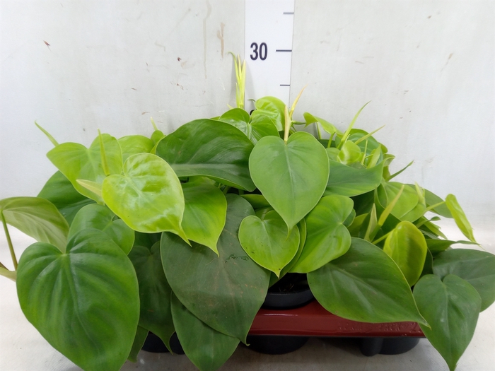 <h4>Philodendron scand.</h4>