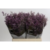 Limonium ov Piuma Sky