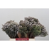 Kaaps Groen Silver Brunia