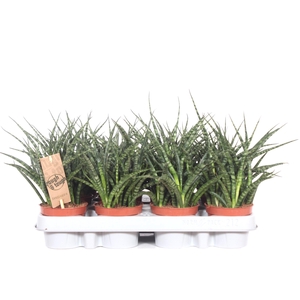 Sansevieria Fernwood Punk