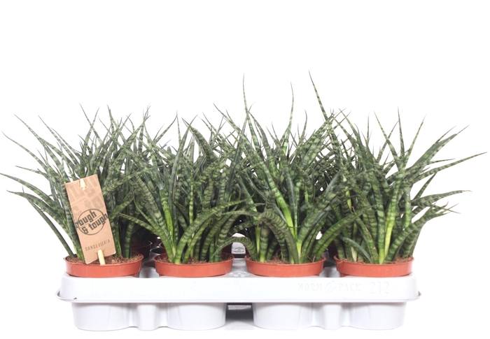 <h4>Sansevieria Fernwood Punk</h4>