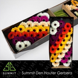 Germini Mix zwart hart Doos