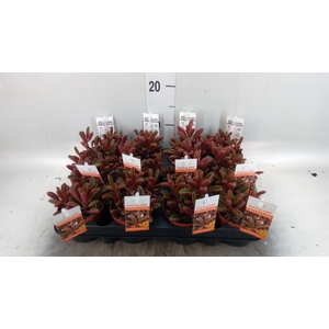 Peperomia graveolens