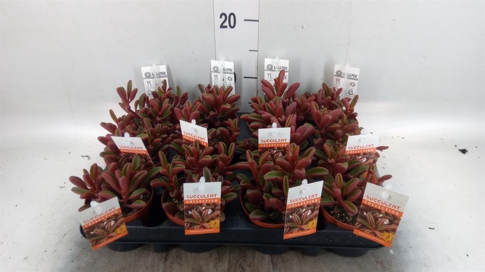 <h4>Peperomia graveolens</h4>
