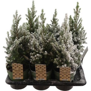 Picea Glauca December Sneeuw