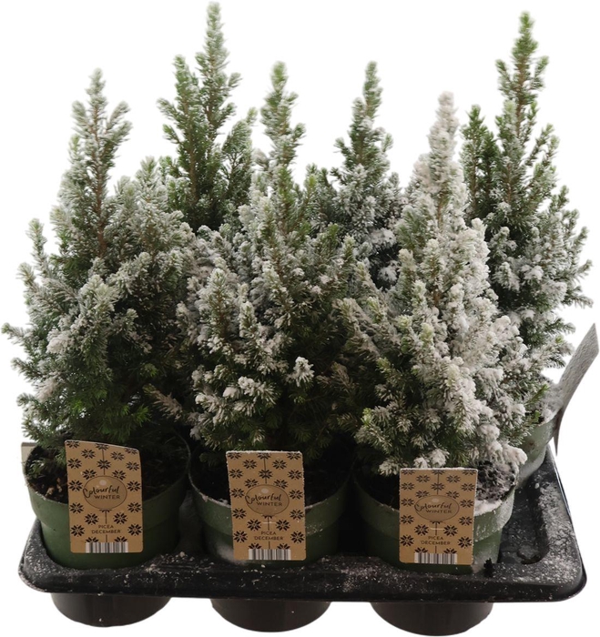 <h4>Picea Glauca December Sneeuw</h4>