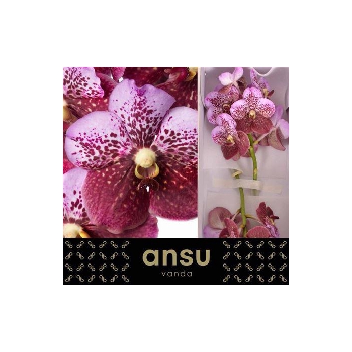 <h4>Vanda Di Pink Mahoga</h4>