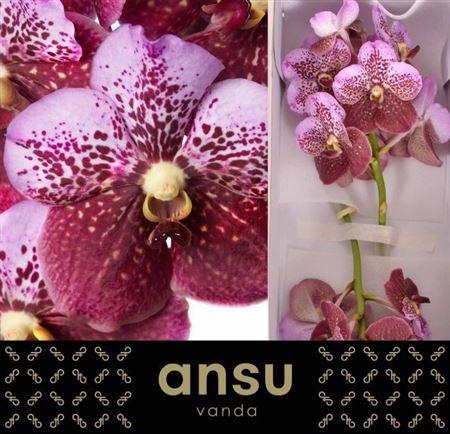 Vanda Di Pink Mahoga