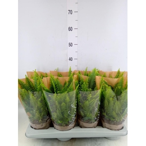 Nephrolepis exal. 'Green Lady'