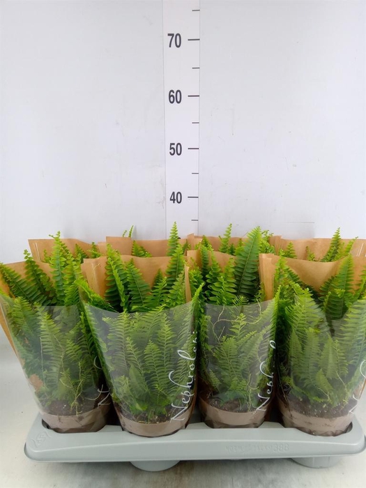 <h4>Nephrolepis exal. 'Green Lady'</h4>