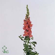 <h4>ANTIRRHINUM MAJUS 'COOL ROSE'</h4>