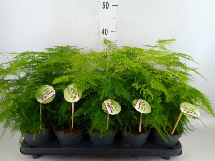 <h4>Asparagus setaceus</h4>