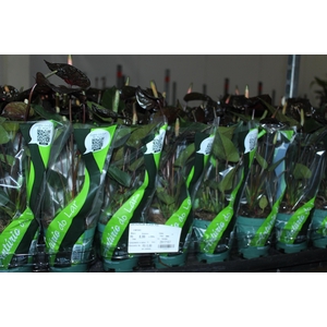 ANTHURIUM VARIADO P09