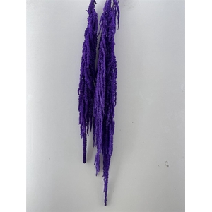 Pres Amaranthus Caud Lavender Bunch