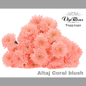 CHR T ALTAJ CORAL BLUSH