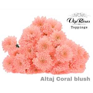 Chr T Altaj Coral Blush