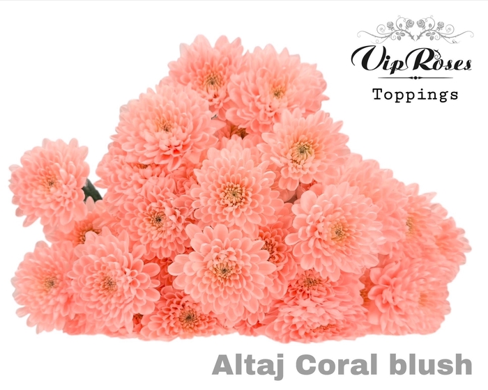 <h4>CHR T ALTAJ CORAL BLUSH</h4>