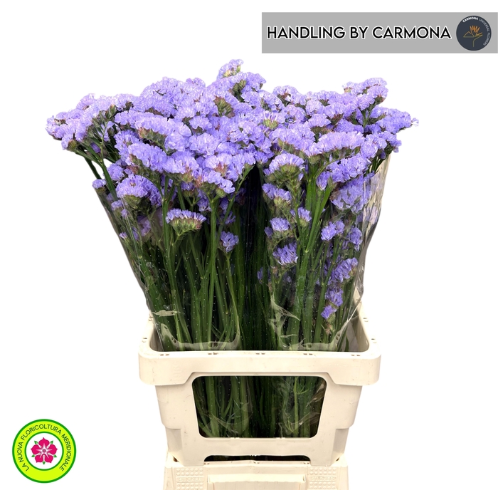 <h4>LIM S DONAU BIRDS</h4>