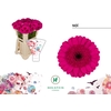 Gerbera mini Noï