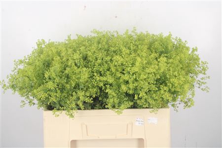 <h4>Alchemilla M Robustica</h4>