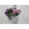 DIANTHUS AMAZON ROSE MAGIC 040 CM ROSA