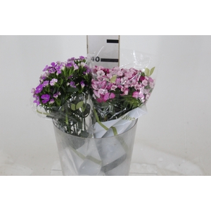 DIANTHUS AMAZON ROSE MAGIC 040 CM ROSA
