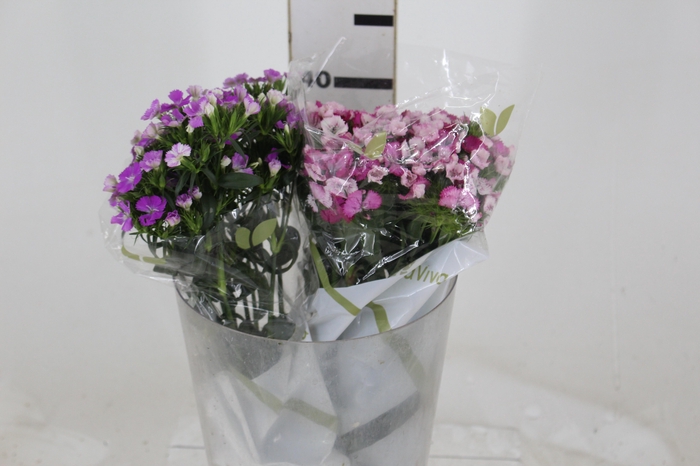 <h4>DIANTHUS AMAZON ROSE MAGIC 040 CM ROSA</h4>