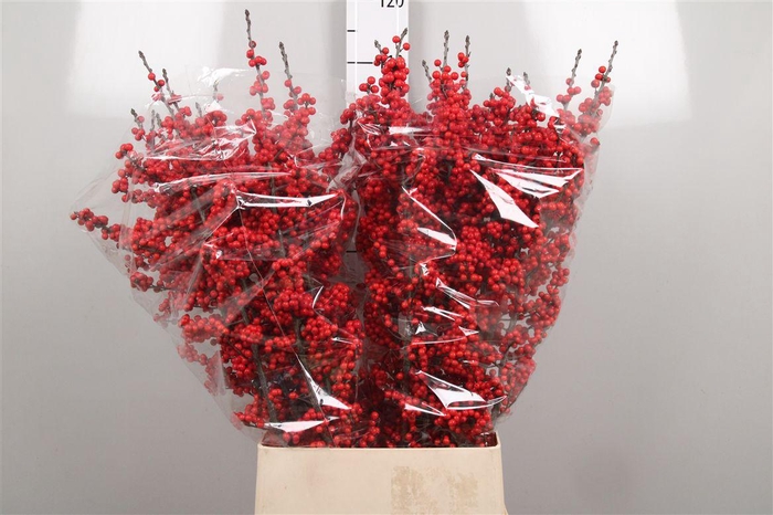 <h4>Ilex Ve Rode Bes</h4>