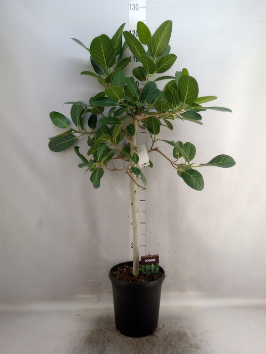 <h4>Ficus benghalensis 'Petite Audrey'</h4>