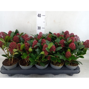 Skimmia jap. 'Rubella'