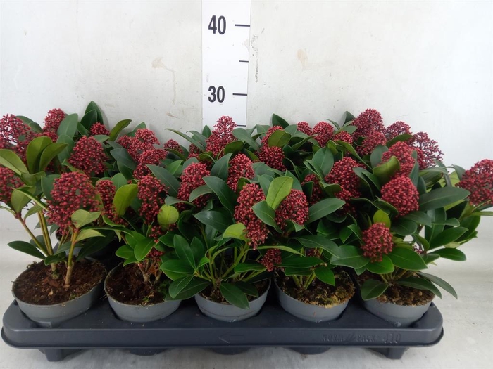 <h4>Skimmia jap. 'Rubella'</h4>