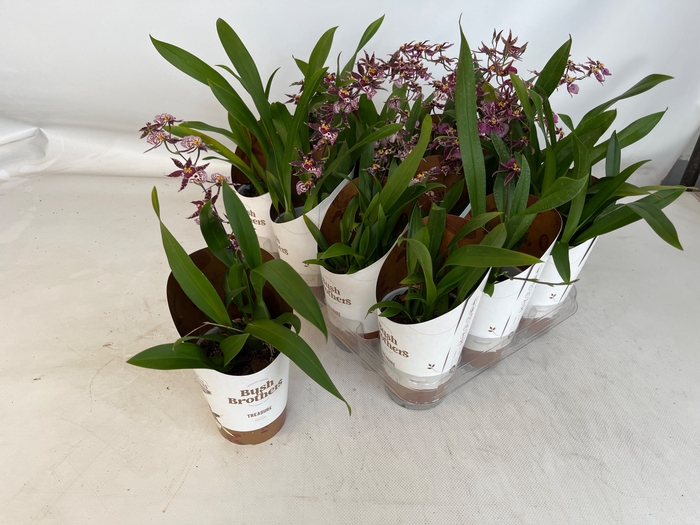 <h4>BRASSIA SUMMER DREAM</h4>