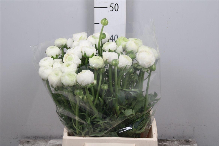 <h4>Ran El White</h4>