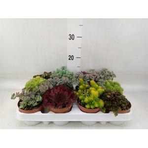 Rotsplanten   ...mix   [Rock plant]