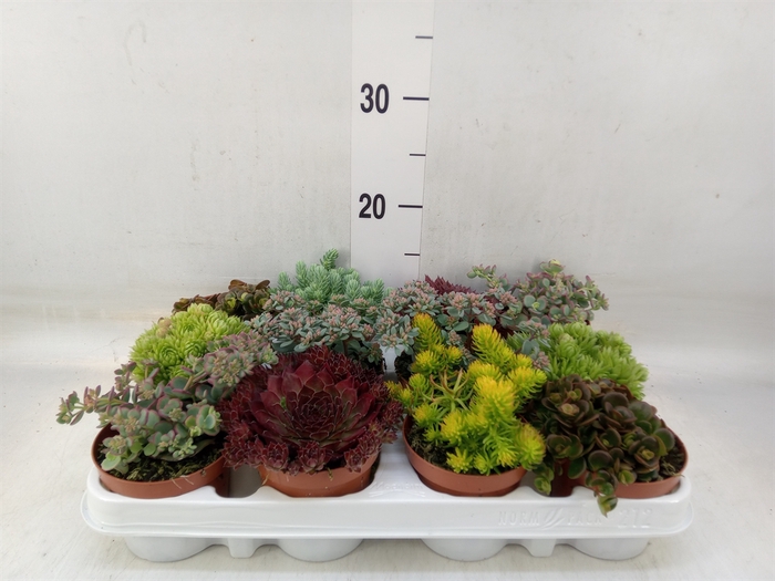 <h4>Rotsplanten   ...mix   [Rock plant]</h4>