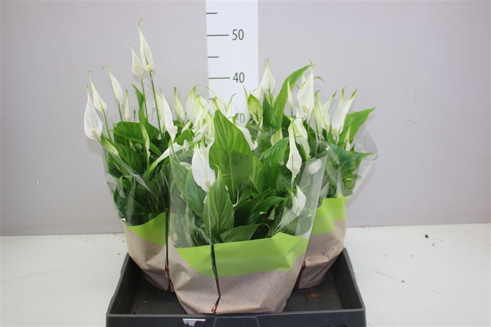 <h4>Spathiphyllum Bellini Schaal</h4>