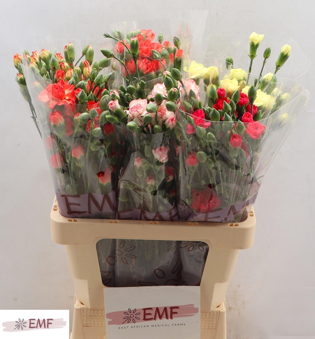 <h4>DI TR GEM IN FUST</h4>