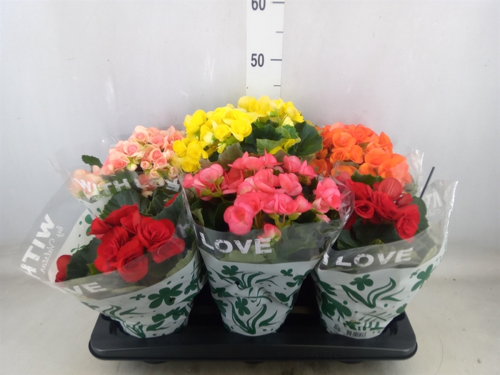 <h4>Begonia elat. DU   ...mix</h4>