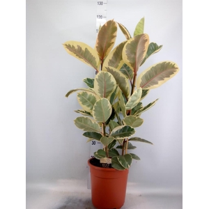 Ficus elastica 'Tineke'