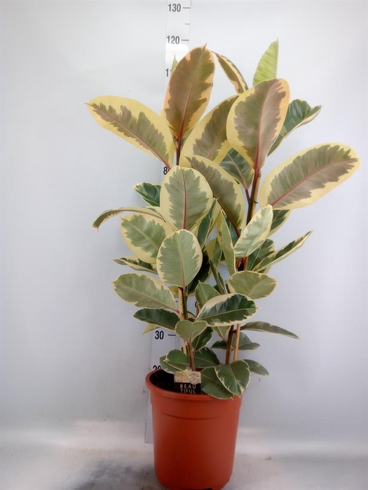 <h4>Ficus elastica 'Tineke'</h4>