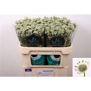 Astrantia Billion Stars 70cm