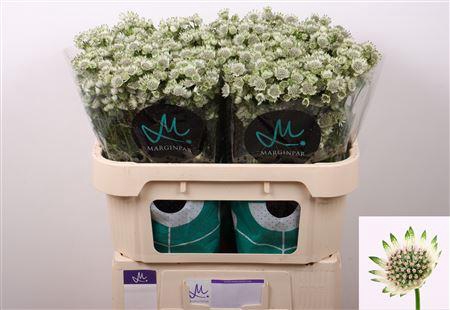 <h4>Astrantia Billion Stars 70cm</h4>