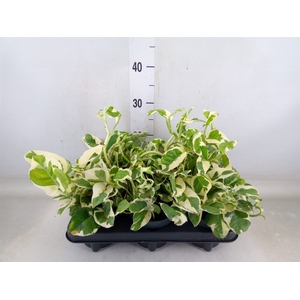 Epipremnum pinn. 'NJoy'
