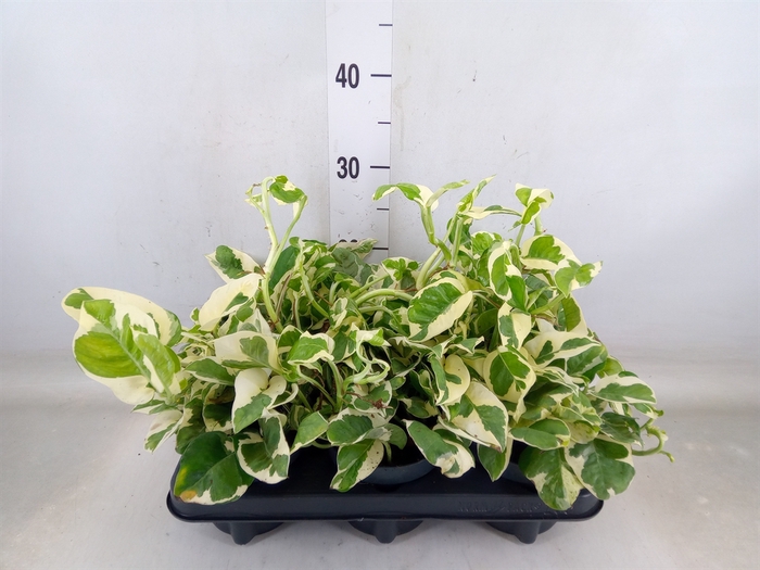 <h4>Epipremnum pinn. 'NJoy'</h4>