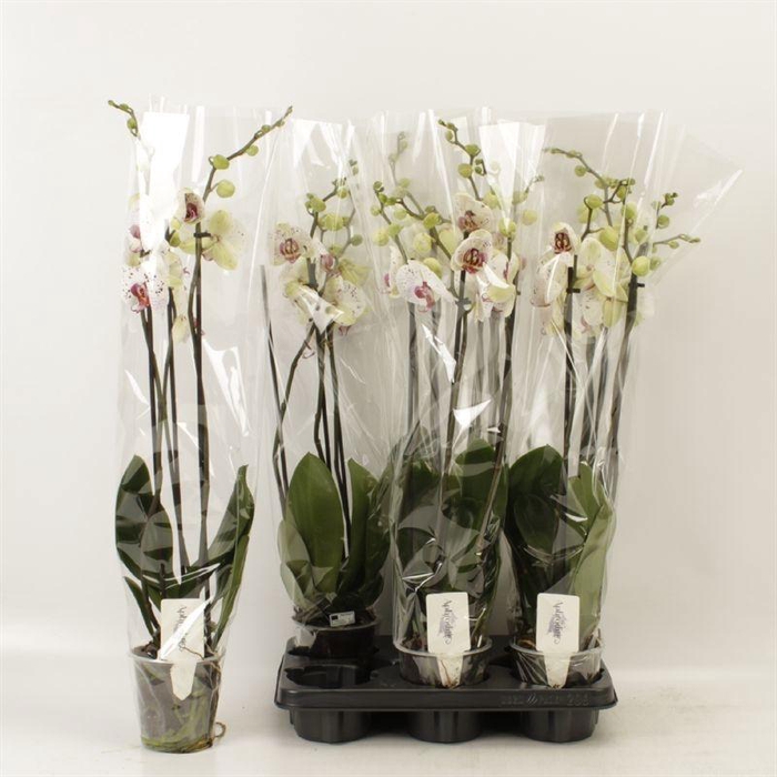 <h4>PHAL CALYPSO</h4>