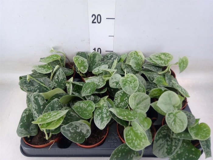 <h4>Scindapsus pictus 'Silvery Ann'</h4>