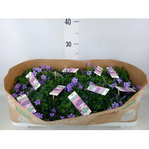 Campanula porten. 'Ambella Lavende'