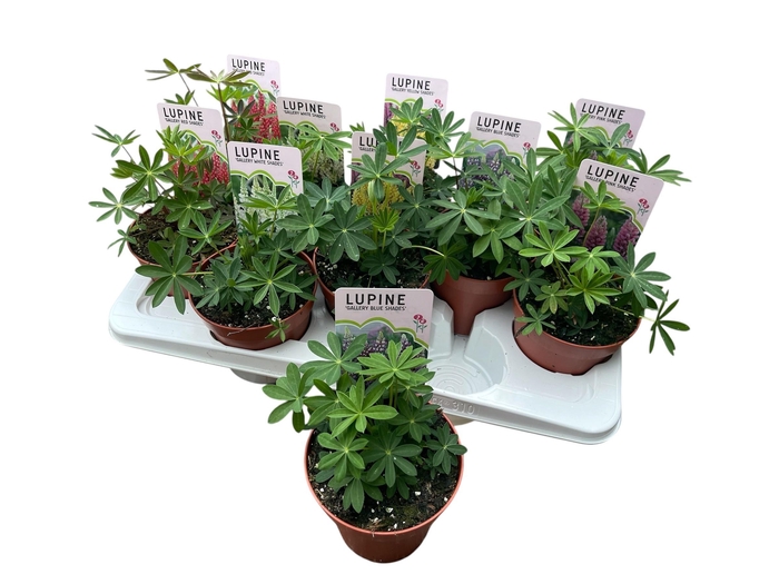 <h4>LUPI GALLERY  GEM</h4>