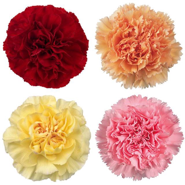 <h4>Dianthus florequisa Minami mix fancy</h4>
